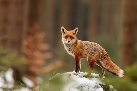 male red fox (Vulpes vulpes) in the winter forest with remnants of snow with the colors of autumn