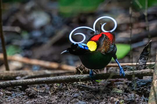 Wilson's bird-of-paradise or Diphyllodes respublica seen in Waigeo in West Papua