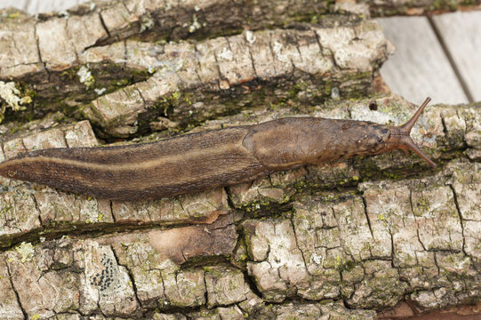 Closeup of a grey leopard slug, Limax maximus, on the ground in a garden