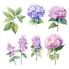 Set of hydrangea flowers, isolated white background. Watercolor botanical illustration, pink and purple hydrangea flowers and branches, vector