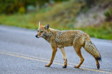 The coyote (Canis latrans), the animal came out onto the road, Theodore Roosevelt National Park,...