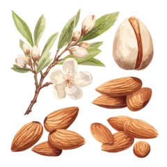 Fotobehang Watercolor hand painted almond nut and leaves and blossom illustration set on white background. Almond composition watercolor isolated on white background © Zara