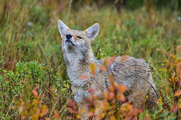 The coyote (Canis latrans), animal hiding in thickets of green plants, Theodore Roosevelt National Park, North Dakota - obrazy, fototapety, plakaty