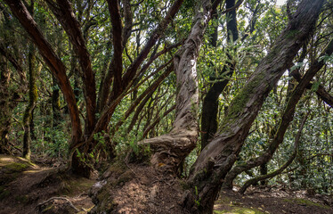Fototapeta na wymiar Laurel forest in Anaga Rural Park on Tenerife