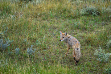 Naklejka na ściany i meble The coyote (Canis latrans), animal hiding in thickets of green plants, Theodore Roosevelt National Park, North Dakota