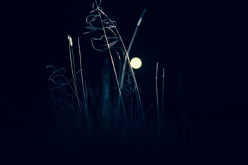 Blue colored night macro landscape with full moon and grass in the foreground.