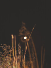 Yellow colored night macro landscape with full moon and grass in the foreground.