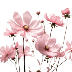 Gorgeous pink flowers bloom outside with loved ones isolated on transparent background