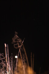 Yellow colored night macro landscape with full moon and grass in the foreground.