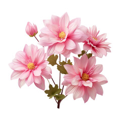 Gorgeous pink flowers bloom outside with loved ones isolated on transparent background