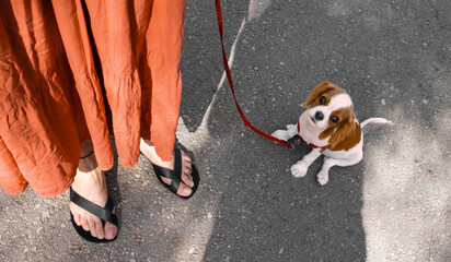 Woman holds with a leash a cute dog looking up - Breed: Cavalier King Charles spaniel puppy