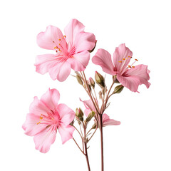 Gorgeous pink flowers bloom outside with loved ones isolated on transparent background