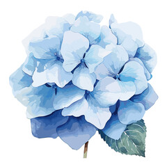 Watercolor blue hydrangea, vector, isolated on white background, vector illustration, hand drawn hydrangea on white background,blue flower, illustration
