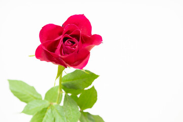 赤いバラ
