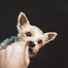 Hund / Leckerchen