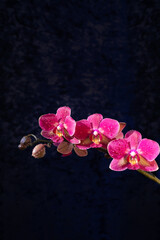 Fototapeta na wymiar Orchid flowers on a branch with a dark background