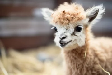 Deurstickers fluffy baby llama with big eyes © primopiano