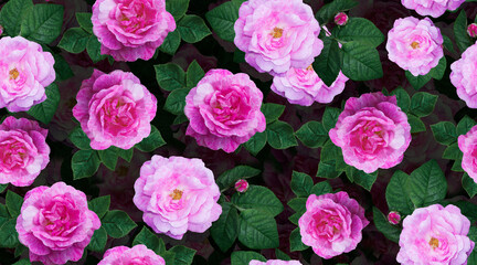 Top view pattern of pink rose flowers