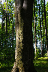 Tree trunk in beech forest in summer