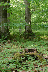 Fototapeta premium Vegetation and trees in a beech forest in summer