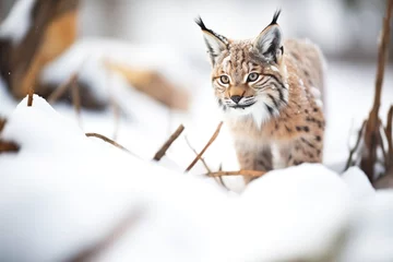 Zelfklevend Fotobehang high angle of lynx in snowy labyrinth © primopiano