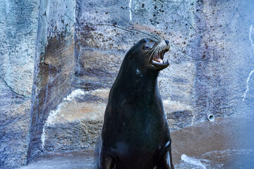 大きな声で鳴くカリフォルニアアシカ
