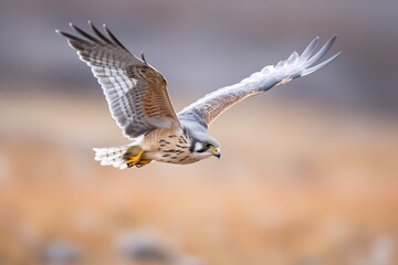 Fototapeta premium merlin with outstretched wings catching wind currents