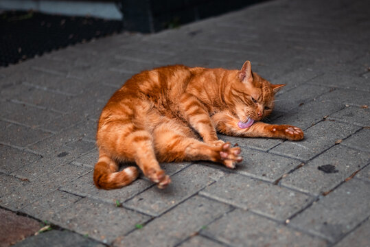 cat cleaning himself on the wall