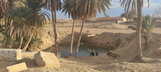 Date palms in the oasis city of Tozeur Tunisia