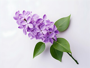 Lilac flower in studio background, single lilac flower, Beautiful flower images