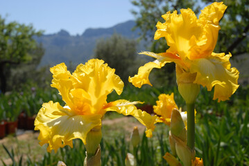 Tall bearded iris, It's Magic