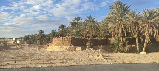 Fototapeta na wymiar Date palms in the oasis city of Tozeur Tunisia