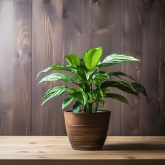 A potted houseplant sits on a wooden table against a dark wood background.