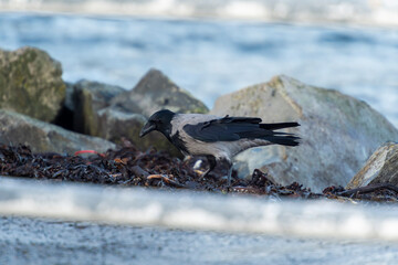 imagen de un cuervo negro y gris buscando comida entre las piedras con el mar de fondo