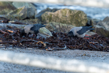 imagen de dos cuervos negros y grises buscando comida entre las algas y las piedras verdes por el moho