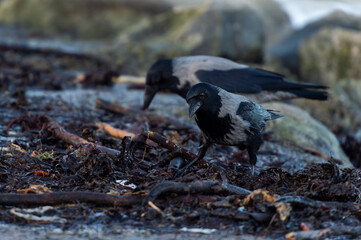 imagen de dos cuervos negros y grises buscando comida entre las algas y las piedras verdes por el moho
