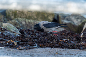 imagen de un cuervo negro y gris buscando comida entre las piedras con el mar de fondo