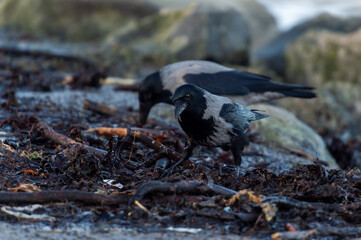 imagen de dos cuervos negros y grises buscando comida entre las algas y las piedras verdes por el...