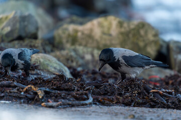 imagen de un cuervo negro y gris buscando comida entre las algas y las piedras 