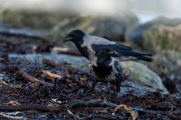 imagen de dos cuervos negro y gris buscando comida entre las piedras 