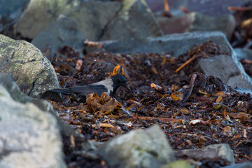 Obraz premium imagen de un cuervo negro y gris buscando comida entre las algas y las piedras 