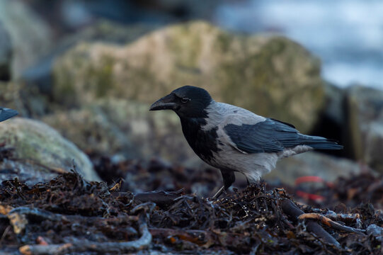 imagen de un cuervo negro y gris buscando comida entre las piedras con el mar de fondo