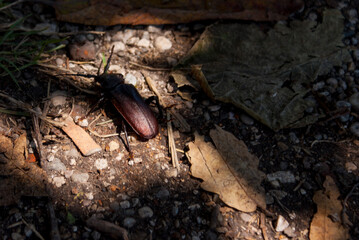 Bg woodcutter beetle under the fig tree.