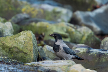 imagen de un cuervo negro y gris buscando comida entre las piedras 