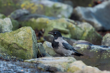 imagen de un cuervo negro y gris entre las rocas verdosas por el moho 