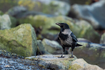 imagen de un cuervo negro y gris buscando comida entre las piedras 