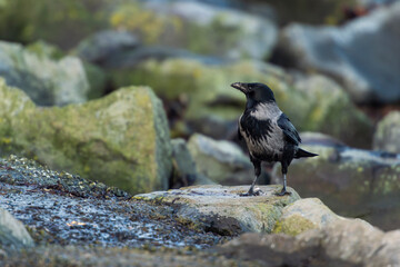 imagen de un cuervo negro y gris buscando comida entre las piedras verdes por el moho