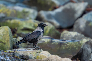 imagen de un cuervo negro y gris, entre las rocas verdes 