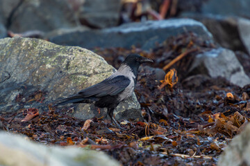 imagen de un cuervo negro y gris buscando comida entre las algas y las piedras 