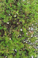 imagen detalle textura suelo de hierba verde con restos de algas y piedras de distintos tamaños y colores